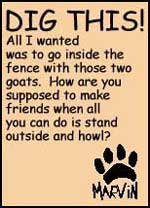 Dig This!