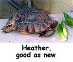 Heather the Tortoise