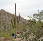 Saguaro N.P.