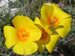 Desert poppies