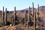 Saguaros