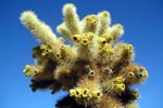Cholla cactus
