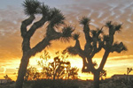 Joshua trees at sunrise