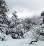 Winter Wonderland