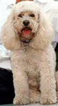 Marvin the Road Dog