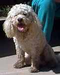 Marvin