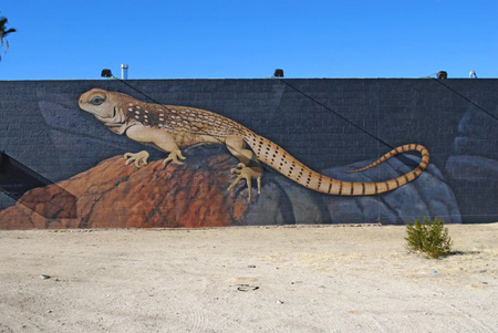 Northern Desert Iguana