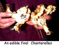 Chanterelles