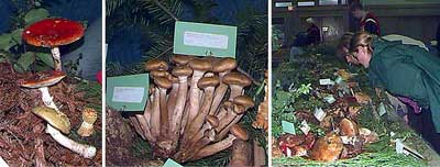 Mushrooms!