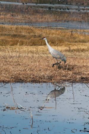 10_Sandhill_Crane