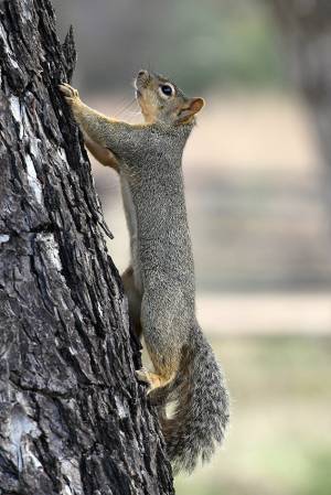 12_Squirrel