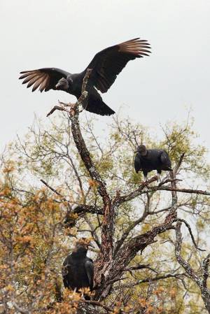 13_Black_Vulture