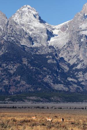 14_Pronghorns