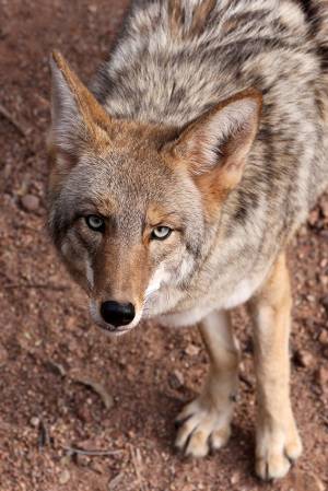 1_Wily_Coyote