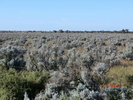 By the Goyder Highway