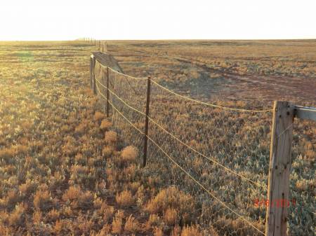 Dog Fence