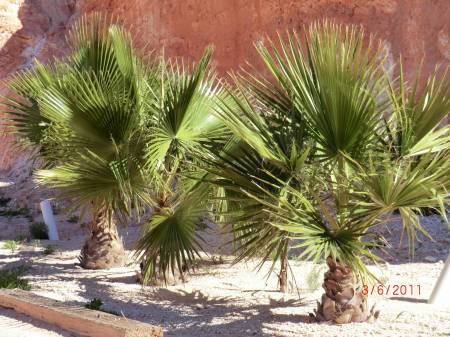 Palm Trees