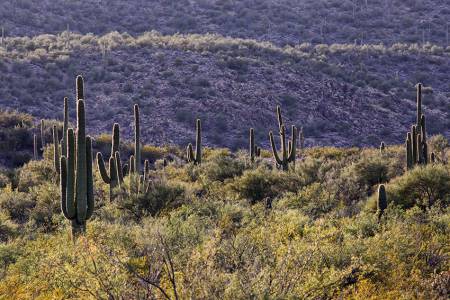 24_Desert_Garden