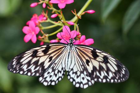 3_Butterfly_Wonderland