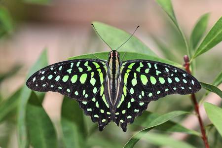 4_Butterfly_Wonderland