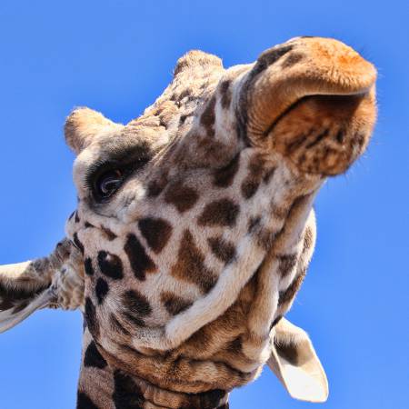 5_Giraffe_