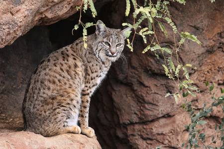 5_Sonoran_Desert_Museum