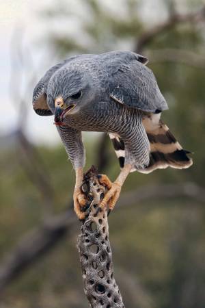 6_Sonoran_Desert_Museum
