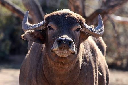 8_Buffalo_Bluff