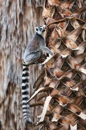 8_Phoenix_Zoo