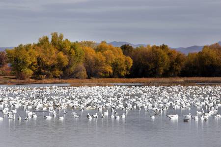 8_Snow_Geese