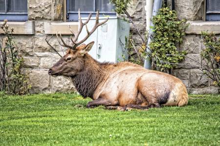 BUCK_2857