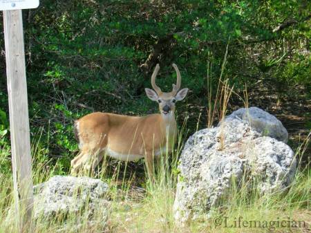 Key Deer