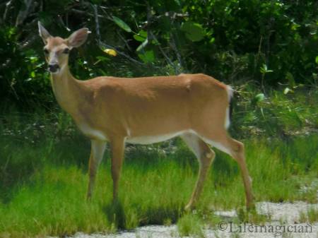 Key Deer