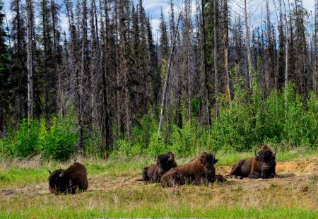 Canadian Bison
