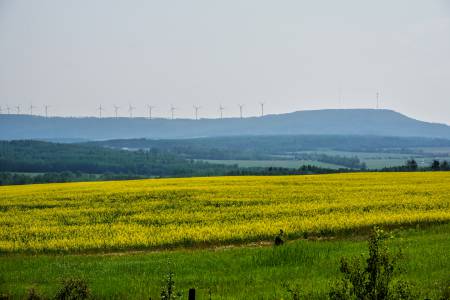 Canola Fields, Dawson Creek, BC