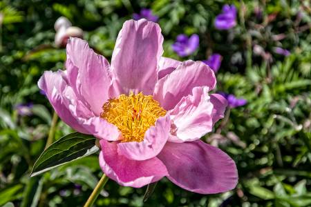 Christchurch_14