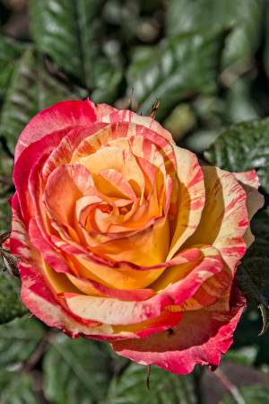 Christchurch_4