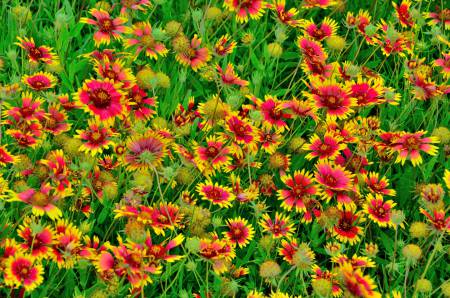 Texas Wildflowers