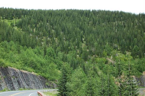 Stands of Noble Spruce have replaced the blasted trees