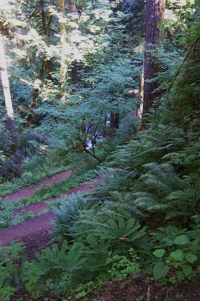 The Wahkeenah Trail has many switchbacks