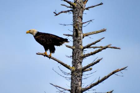 Alaskan Eagle