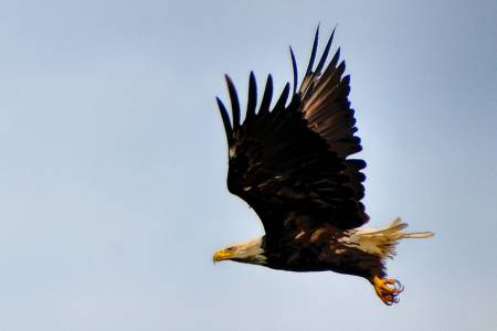 Alaskan Eagle