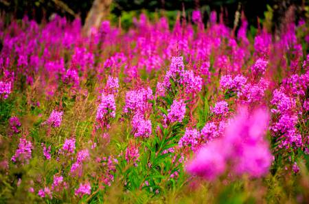 Fireweed