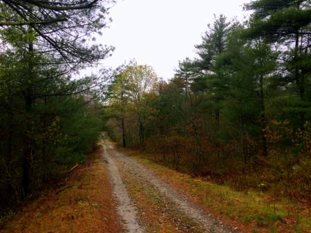 Freetown Fall River State Forest