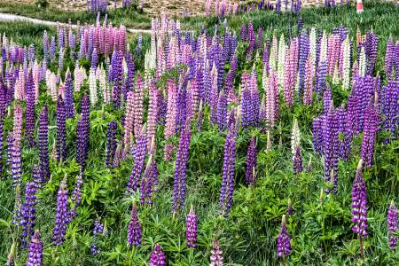 Lake_Tekapo_7