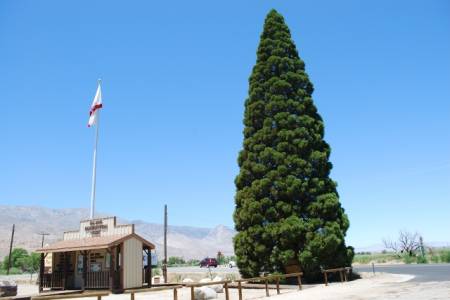 The Roosevelt Tree