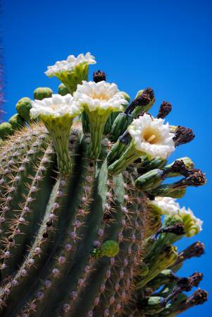 Saguaro Blossoms