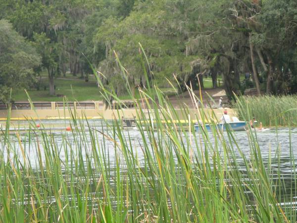 Salt Springs