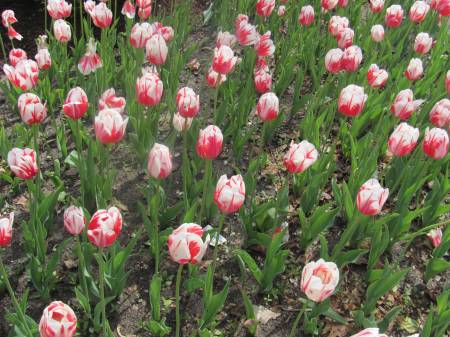 Holland Tulips