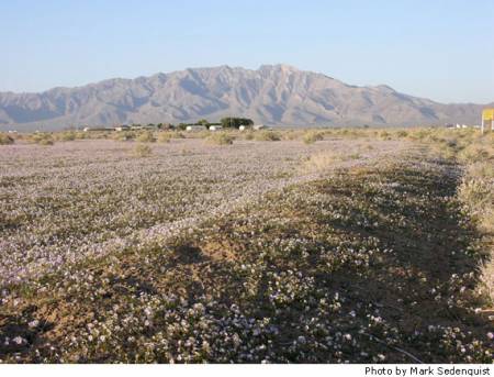 dv-wildflowers-01